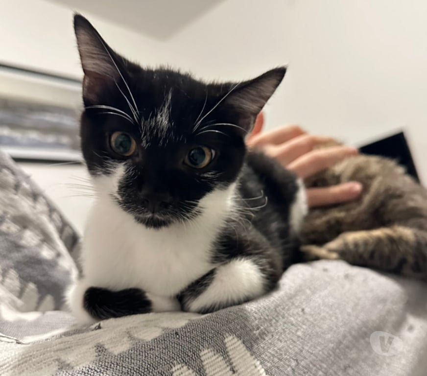 Don animaux Rhône Lyon - Photos Vivastreet ALIBI, chaton plein d'énergie