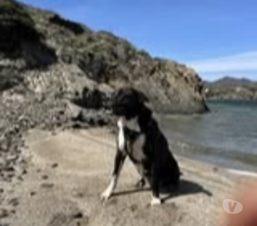 Don animaux Gard Besseges - 30160 - Photos Vivastreet Chien ANKA à l adoption