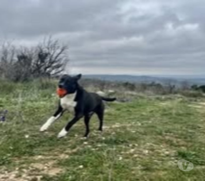 Don animaux Gard Besseges - 30160 - Photos Vivastreet Chien ANKA à l adoption