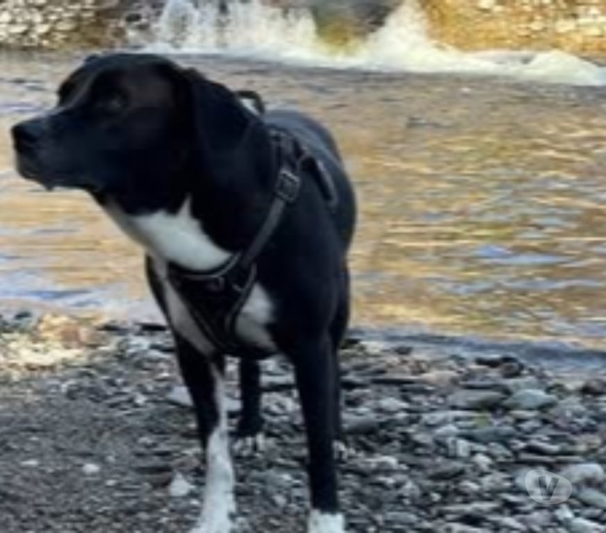 Don animaux Gard Besseges - 30160 - Photos Vivastreet Chien ANKA à l adoption