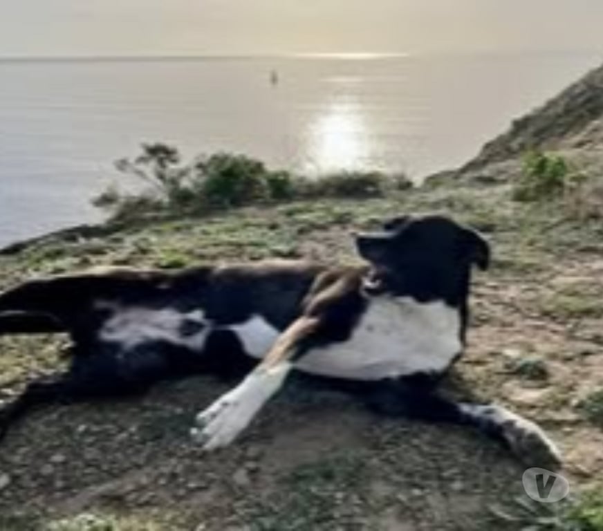 Don animaux Gard Besseges - 30160 - Photos Vivastreet Chien ANKA à l adoption