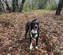 Chien ANKA à l adoption