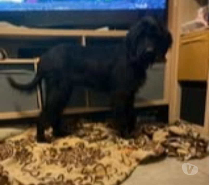 Don animaux Drôme St Donat sur l'Herbasse - 26260 - Photos Vivastreet Chien ATHOS à l adoption