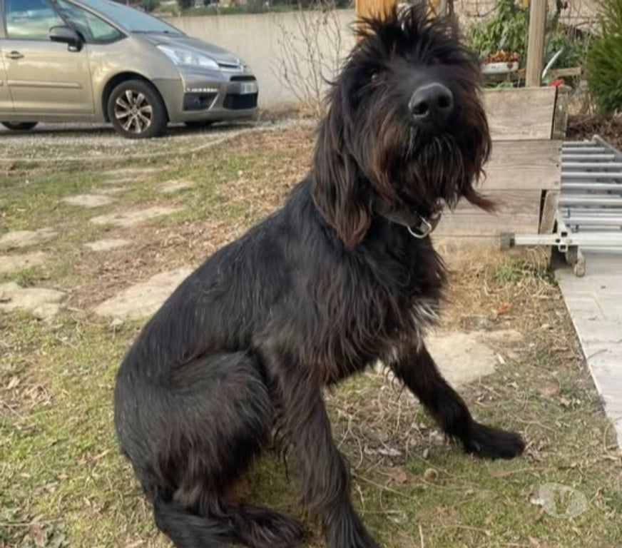 Don animaux Drôme St Donat sur l'Herbasse - 26260 - Photos Vivastreet Chien ATHOS à l adoption