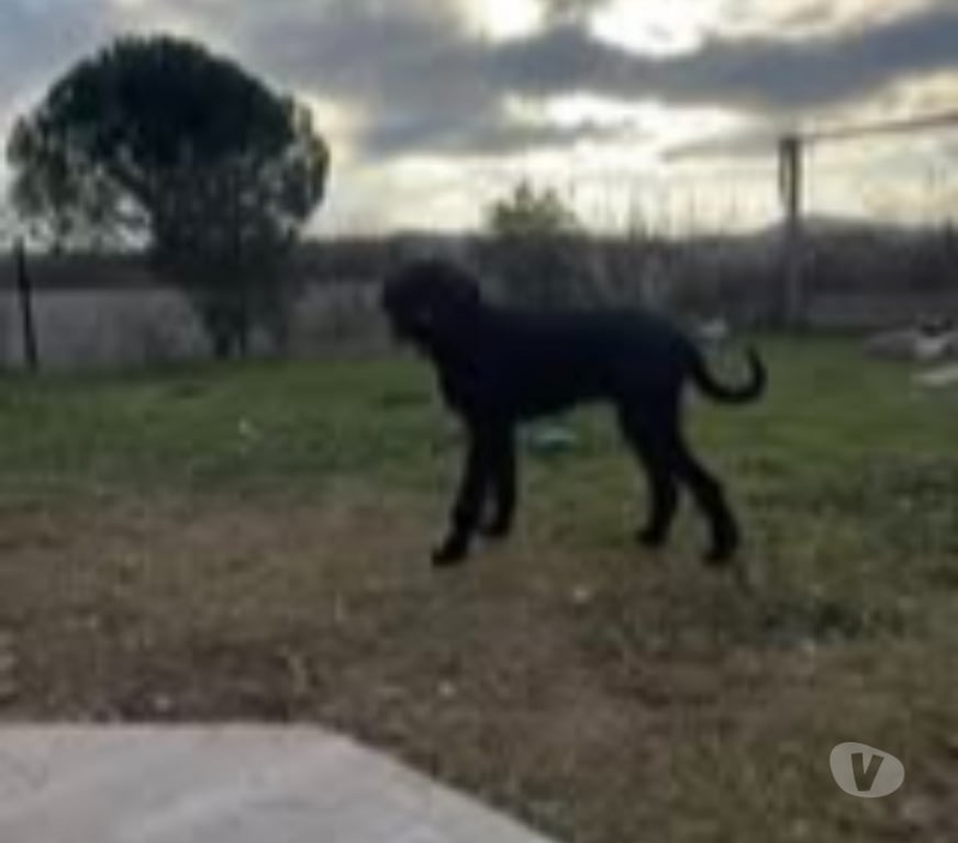 Don animaux Drôme St Donat sur l'Herbasse - 26260 - Photos Vivastreet Chien ATHOS à l adoption