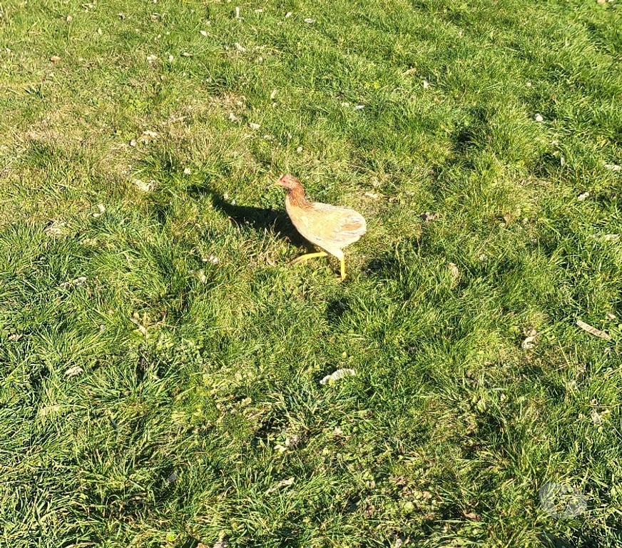 Vente Dordogne Bergerac - 24100 - Photos Vivastreet Coq espagnol blanc