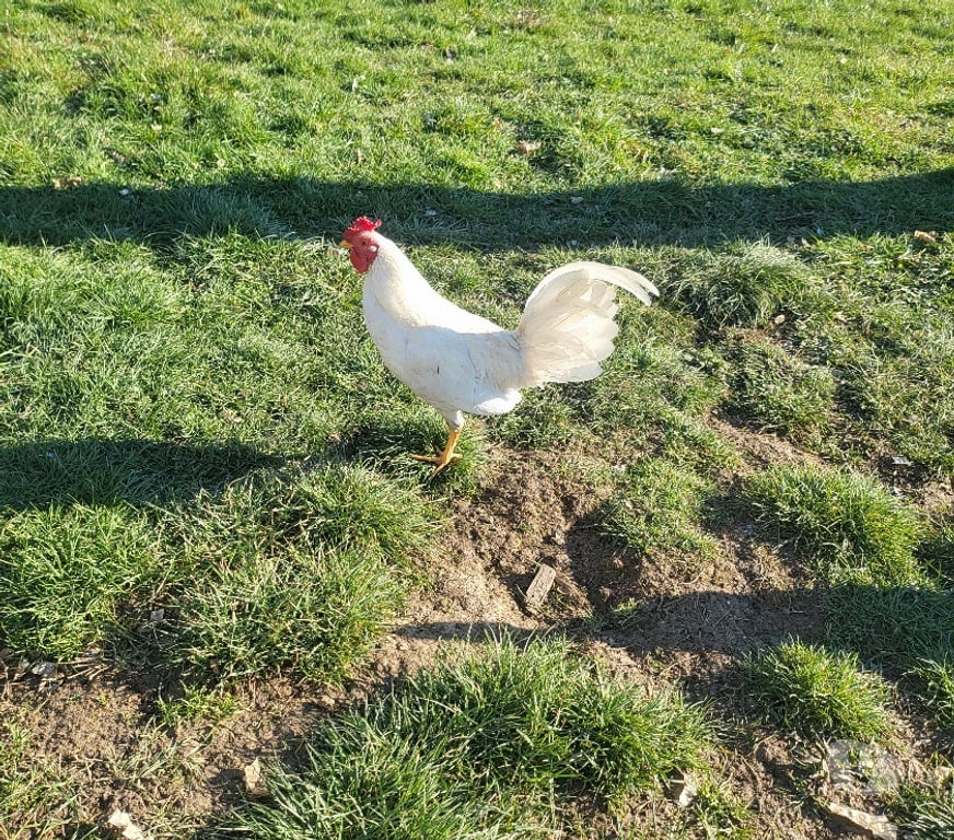 Vente Dordogne Bergerac - 24100 - Photos Vivastreet Coq espagnol blanc