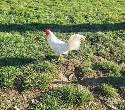 Vente animaux Bergerac Dordogne - Photos Vivastreet Coq espagnol blanc
