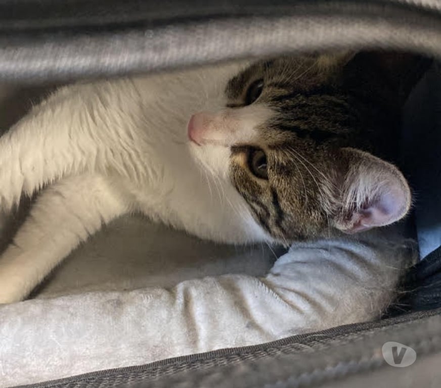 Don animaux Val-d'Oise Soisy sous Montmorency - 95230 - Photos Vivastreet SIMBA, chat à l'adoption