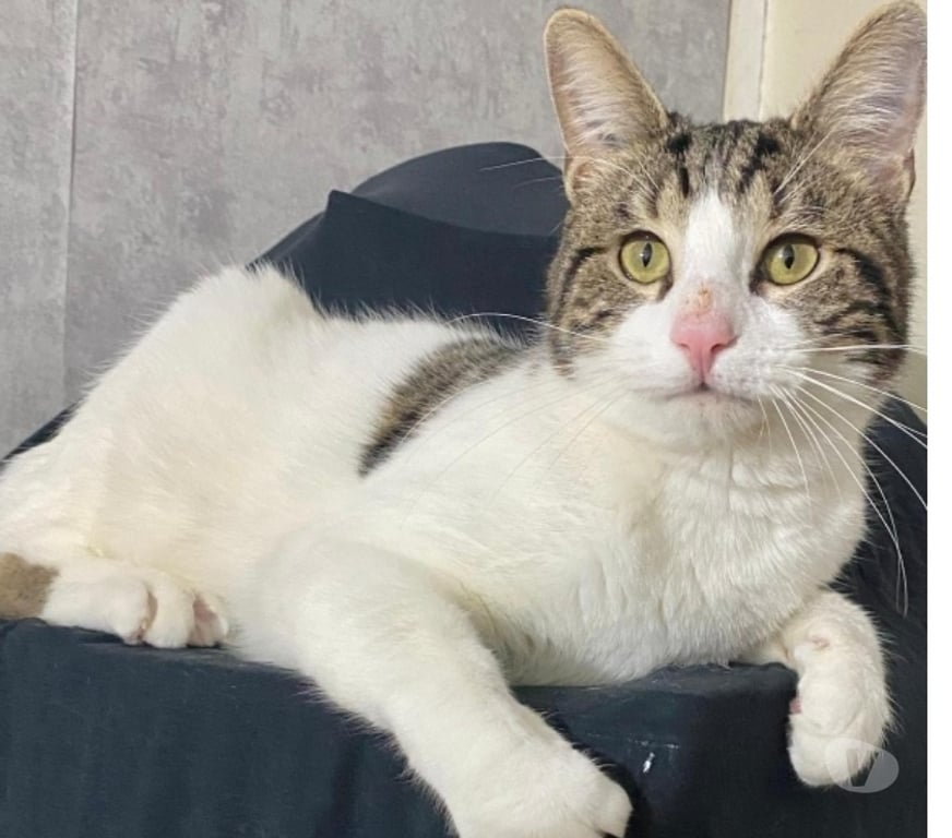 Don animaux Val-d'Oise Soisy sous Montmorency - 95230 - Photos Vivastreet SIMBA, chat à l'adoption