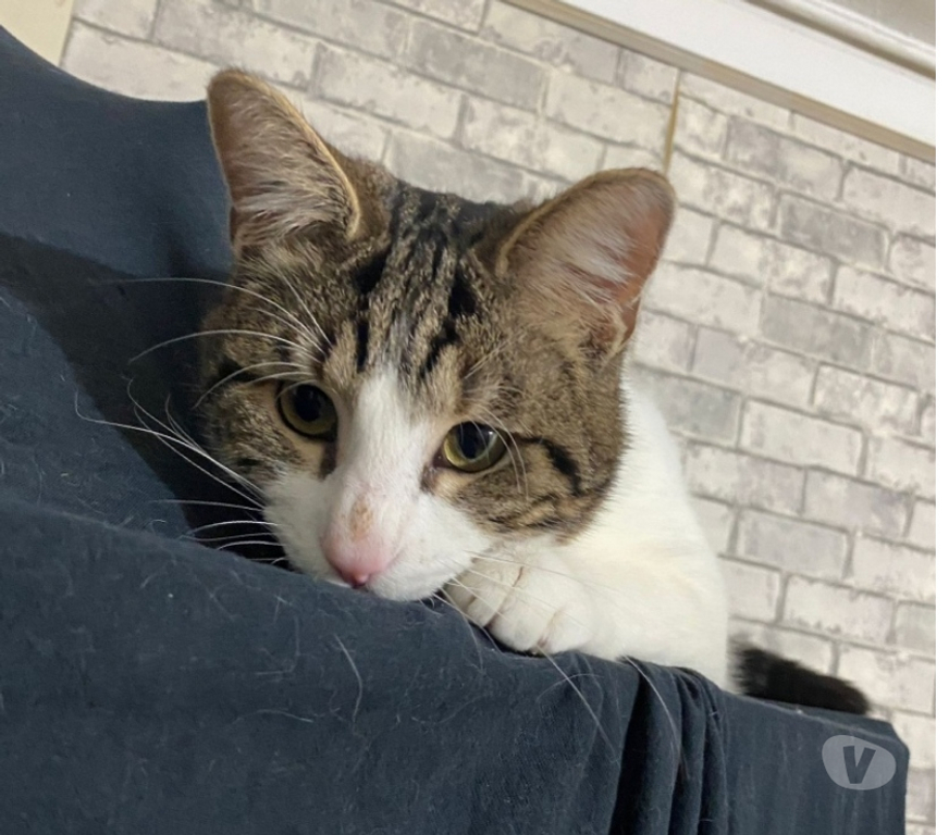 Don animaux Val-d'Oise Soisy sous Montmorency - 95230 - Photos Vivastreet SIMBA, chat à l'adoption