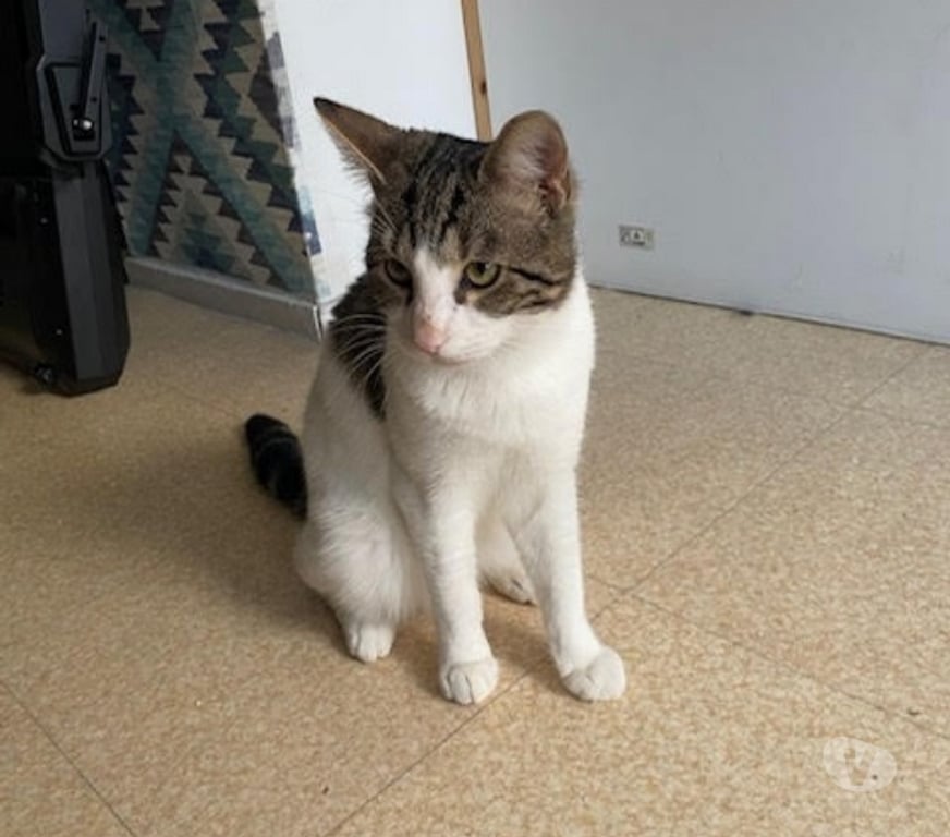 Don animaux Val-d'Oise Soisy sous Montmorency - 95230 - Photos Vivastreet SIMBA, chat à l'adoption