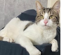 SIMBA, chat à l'adoption