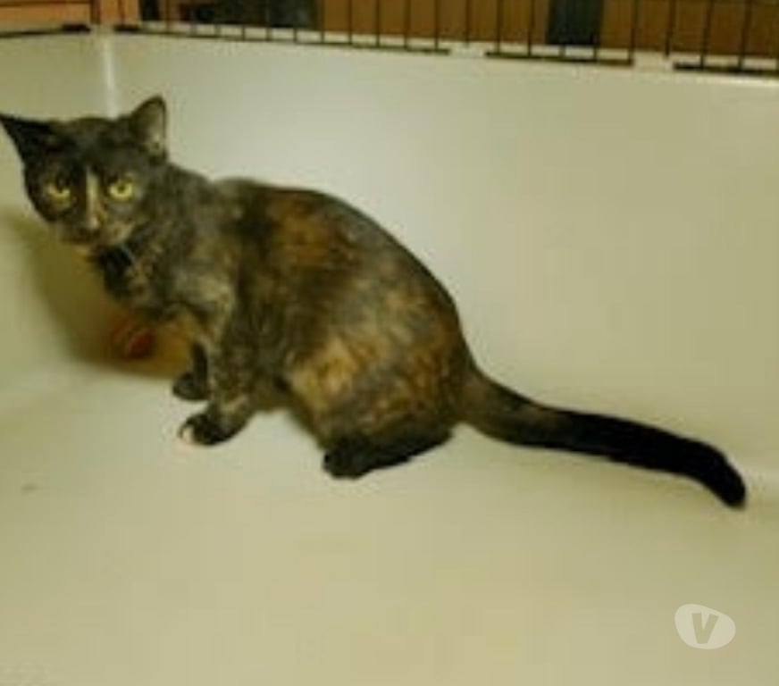 Don animaux Val-d'Oise Soisy sous Montmorency - 95230 - Photos Vivastreet MAYA, chatte à adopter