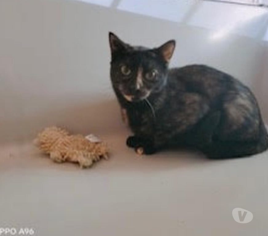 Don animaux Val-d'Oise Soisy sous Montmorency - 95230 - Photos Vivastreet MAYA, chatte à adopter