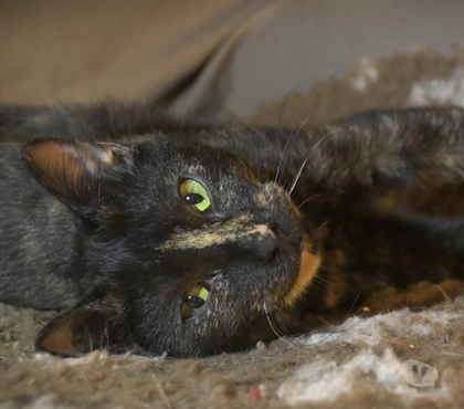 Don animaux Soisy sous Montmorency Val-d'Oise - Photos Vivastreet MAYA, chatte à adopter