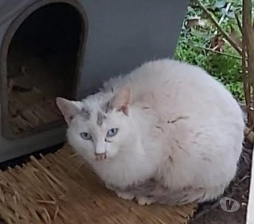 Don animaux Val-d'Oise Soisy sous Montmorency - 95230 - Photos Vivastreet ANGELO, chat à adopter