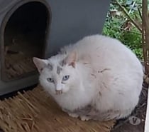 ANGELO, chat à adopter