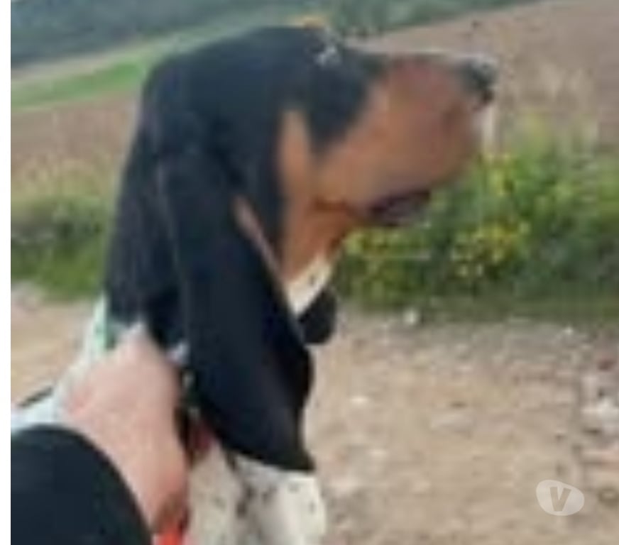 Don animaux Ardèche Annonay - 07100 - Photos Vivastreet Chien VASCO à l adoption