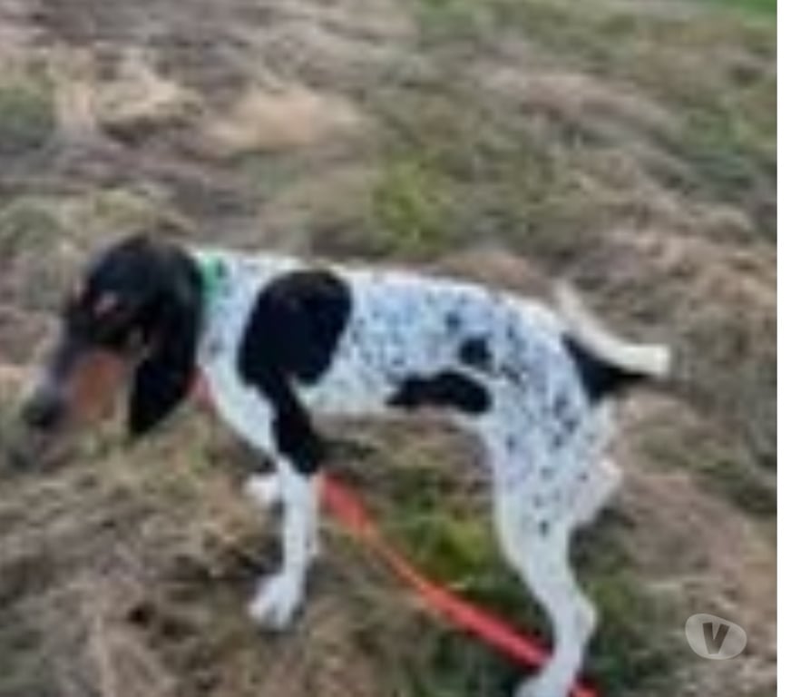 Don animaux Ardèche Annonay - 07100 - Photos Vivastreet Chien VASCO à l adoption