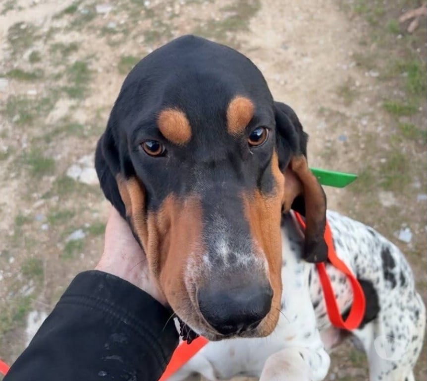 Don animaux Ardèche Annonay - 07100 - Photos Vivastreet Chien VASCO à l adoption