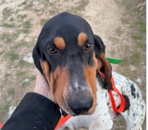 Chien VASCO à l adoption