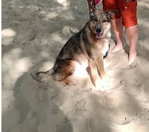 Chien LAIKA à l adoption