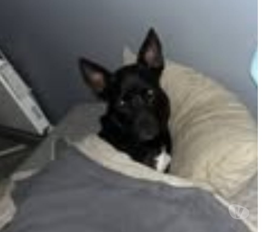 Don animaux Drôme Livron sur Drome - 26250 - Photos Vivastreet Chien TOBBY à l adoption