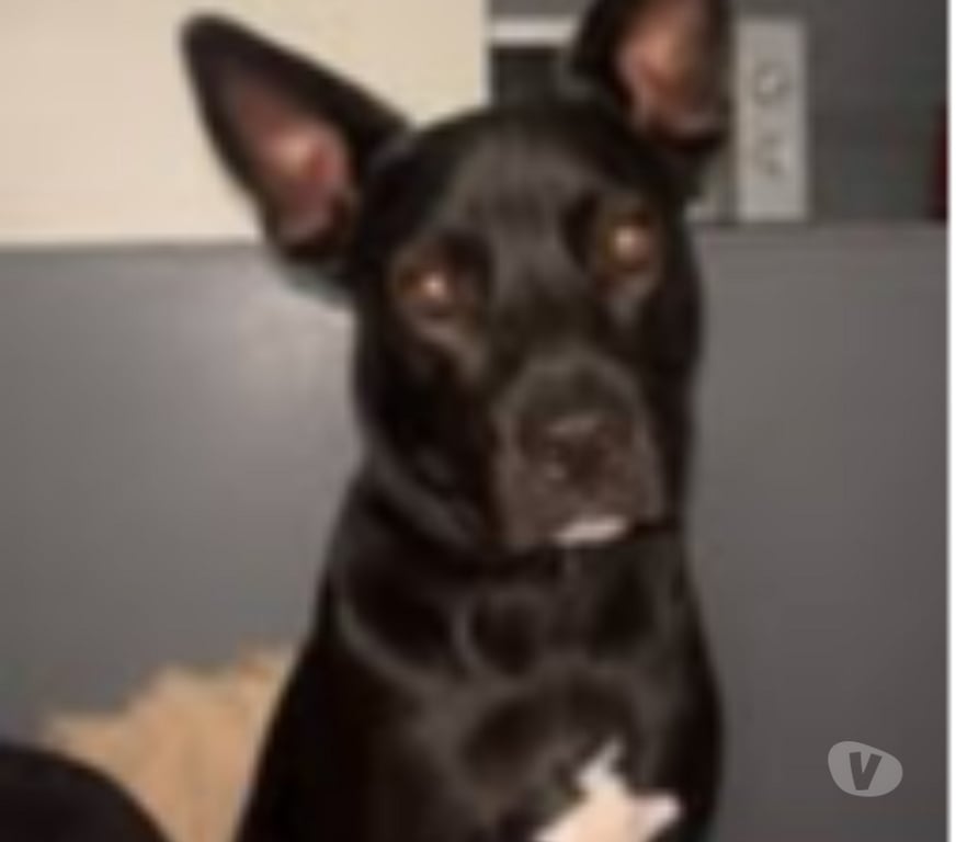 Don animaux Drôme Livron sur Drome - 26250 - Photos Vivastreet Chien TOBBY à l adoption