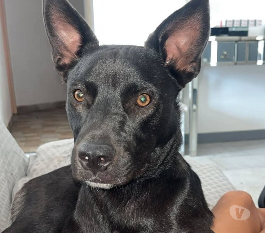 Don animaux Drôme Livron sur Drome - 26250 - Photos Vivastreet Chien TOBBY à l adoption