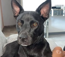 Chien TOBBY à l adoption