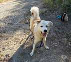 Chien DEBOU à l adoption