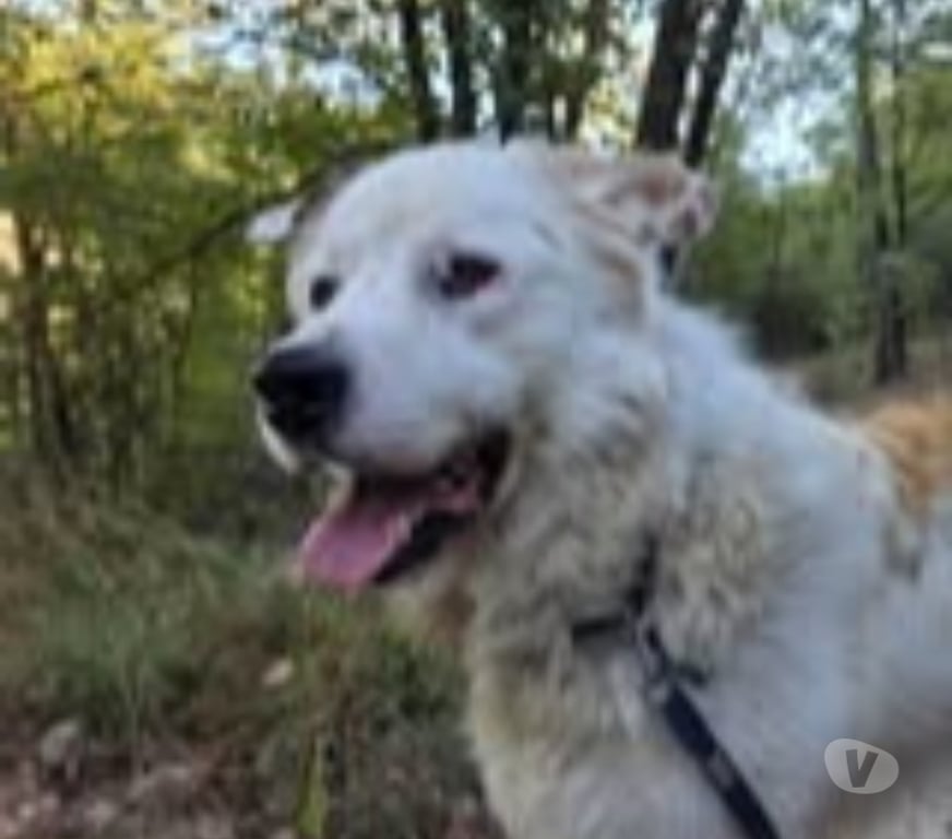 Don animaux Gard Nimes - Photos Vivastreet Chien DEBOU à l adoption