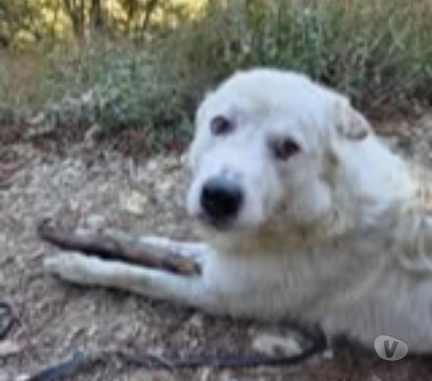 Don animaux Gard Nimes - Photos Vivastreet Chien DEBOU à l adoption