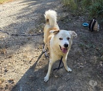 Chien DEBOU à l adoption