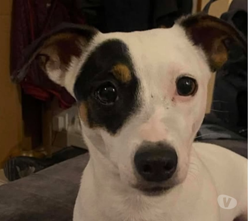 Don animaux Drôme St Restitut - 26130 - Photos Vivastreet Chien HESTIA à l adoption