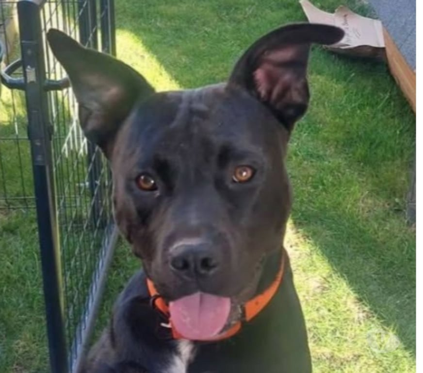 Don animaux Isère Charvieu Chavagneux - 38230 - Photos Vivastreet Chien ROCCO à l adoption