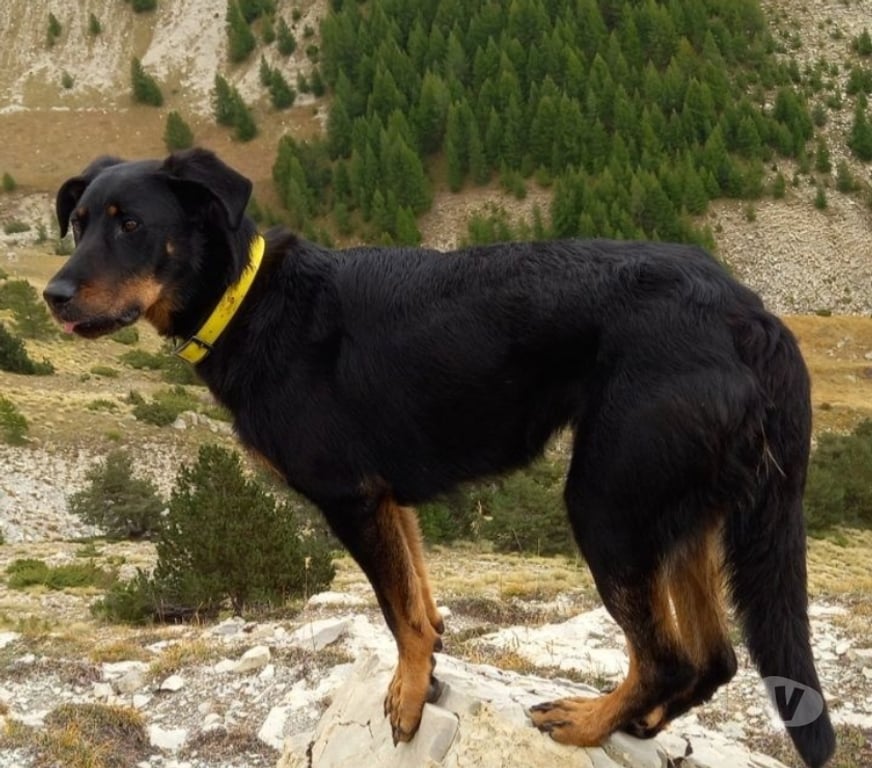 Don animaux Drôme St Restitut - 26130 - Photos Vivastreet Chien SOKA à l adoption