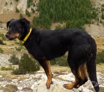 Chien SOKA à l adoption