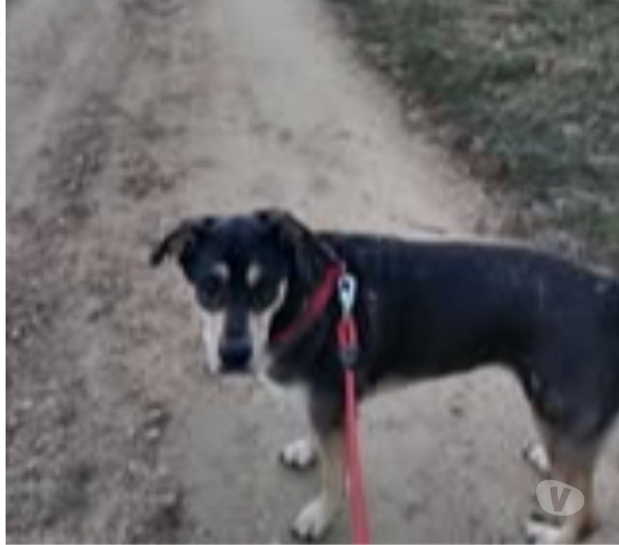 Don animaux Ardèche Eclassan - 07370 - Photos Vivastreet Chien SAHIKA à l adoption