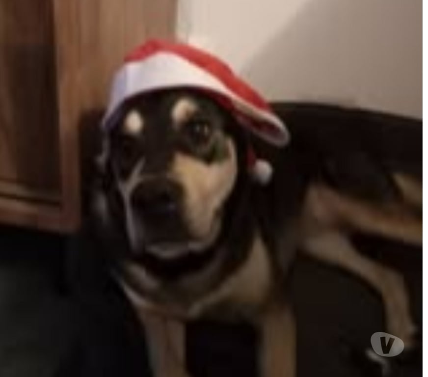 Don animaux Ardèche Eclassan - 07370 - Photos Vivastreet Chien SAHIKA à l adoption