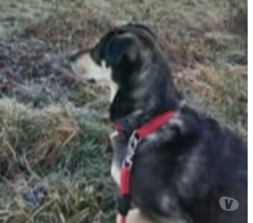 Don animaux Ardèche Eclassan - 07370 - Photos Vivastreet Chien SAHIKA à l adoption