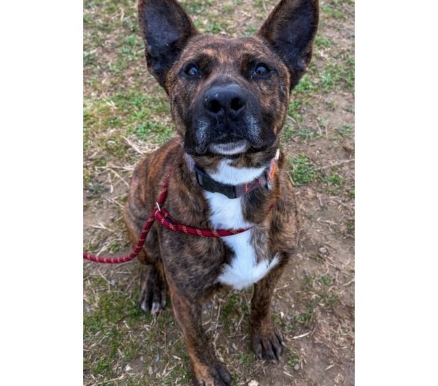 Don animaux Hérault Beziers - 34500 - Photos Vivastreet FLINN, chien type cane corso 2 ans non lof DON LIBRE