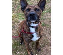 FLINN, chien type cane corso 2 ans non lof DON LIBRE