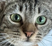 BANH MI, chatte à adopter