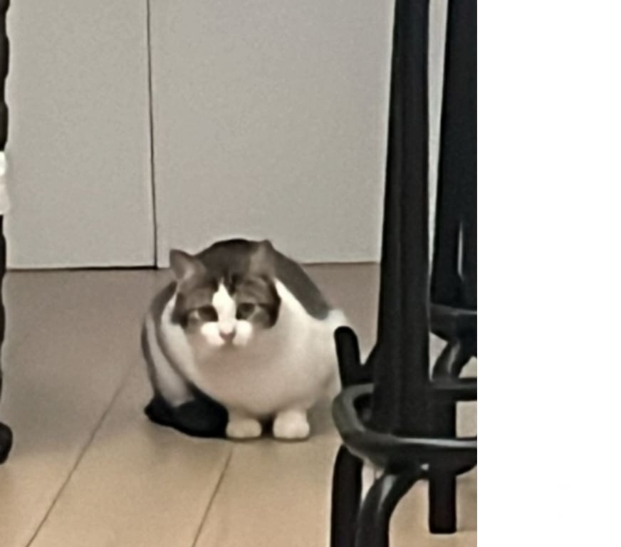 Don animaux Val-d'Oise Soisy sous Montmorency - 95230 - Photos Vivastreet Bobun, chat à l'adoption