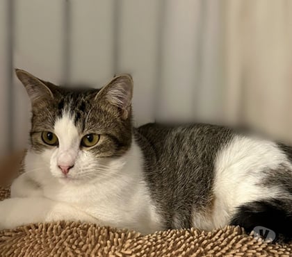 Don animaux Soisy sous Montmorency Val-d'Oise - Photos Vivastreet Bobun, chat à l'adoption