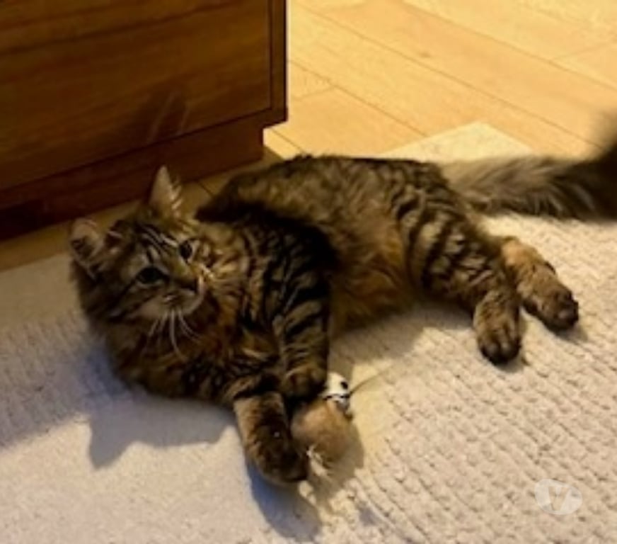 Don animaux Val-d'Oise Soisy sous Montmorency - 95230 - Photos Vivastreet CHOUCOU, chat à adopter