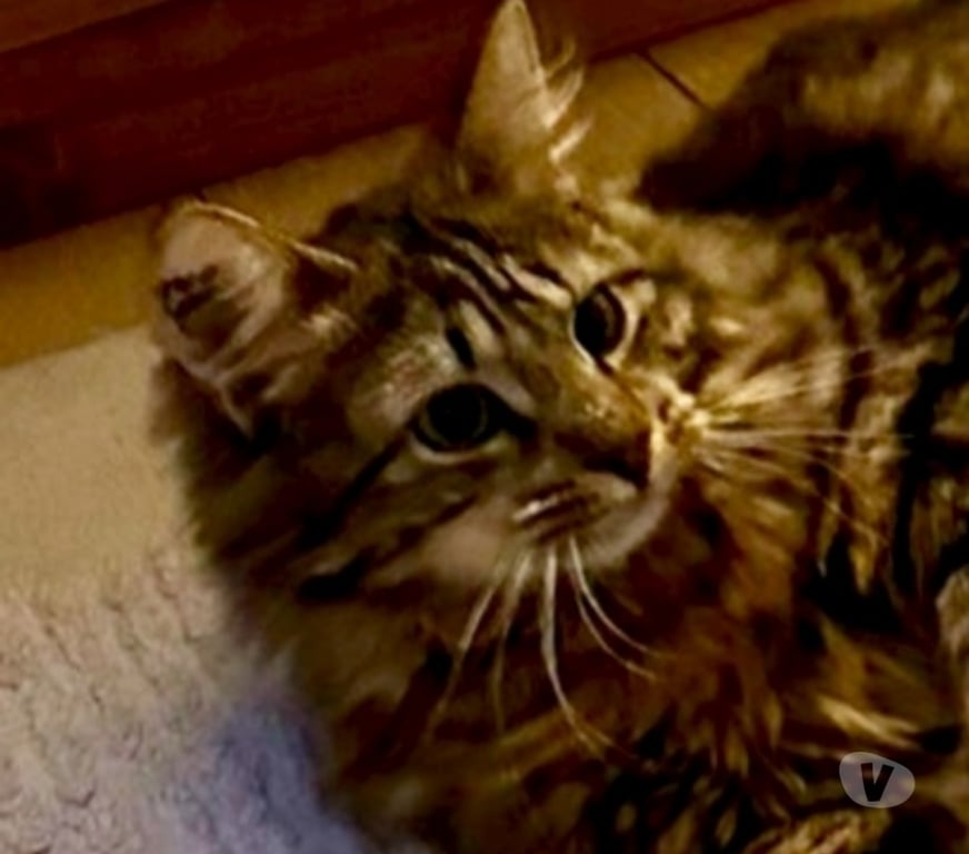 Don animaux Val-d'Oise Soisy sous Montmorency - 95230 - Photos Vivastreet CHOUCOU, chat à adopter