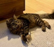 CHOUCOU, chat à adopter